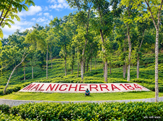 Malnicherra Tea Estate